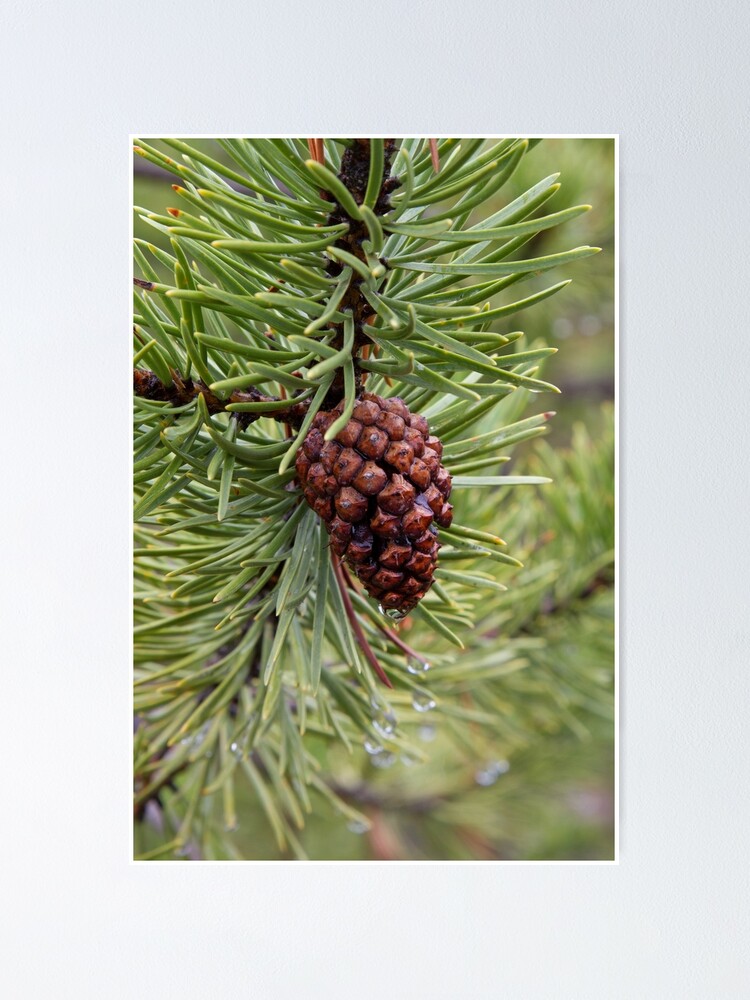 Thumbnail 1 of 3, Poster, Pine Cone designed and sold by WorldDesign.