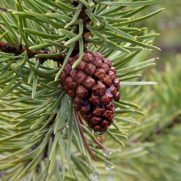 Artwork thumbnail, Pine Cone by WorldDesign