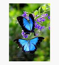 Papillio Ulysess in a Courtship flight Photographic Print