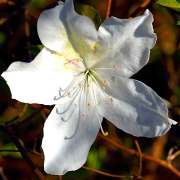 Imagen de la obra First Spring Azalea de BobJohnson