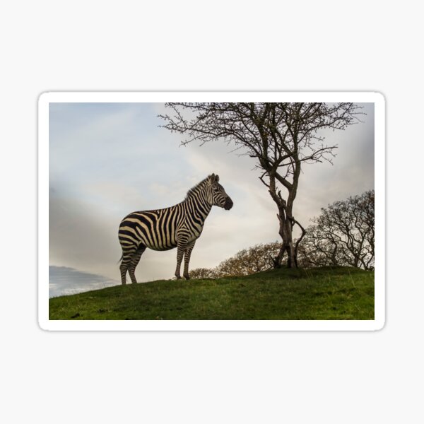 Zebra Sticker