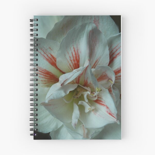 Item preview, WHite Amaryllis designed and sold by Holly Werner.