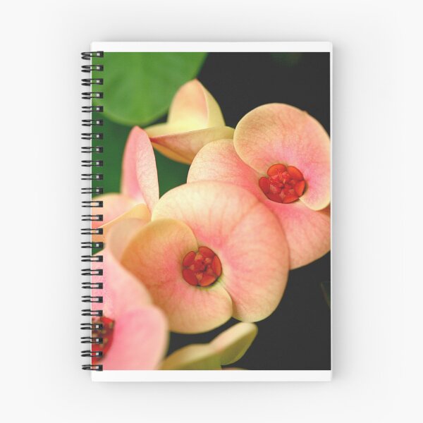 Item preview, first blush designed and sold by lensbaby.