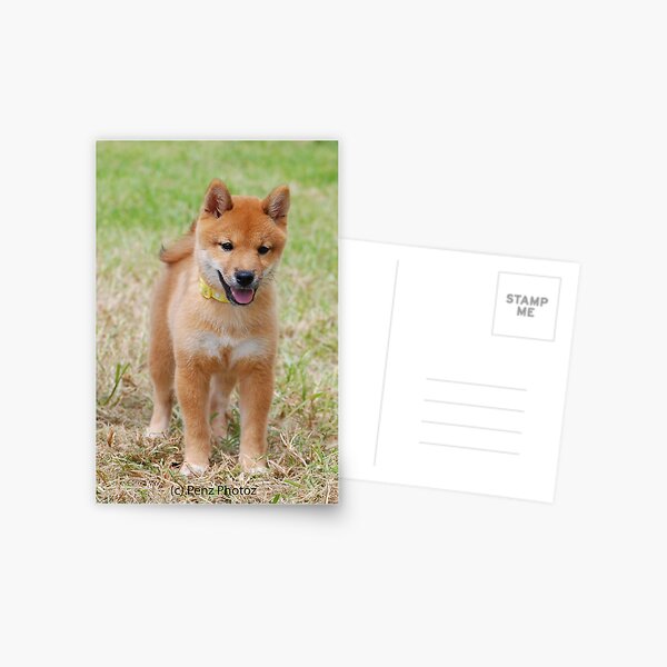 Shiba Inu baby Postcard