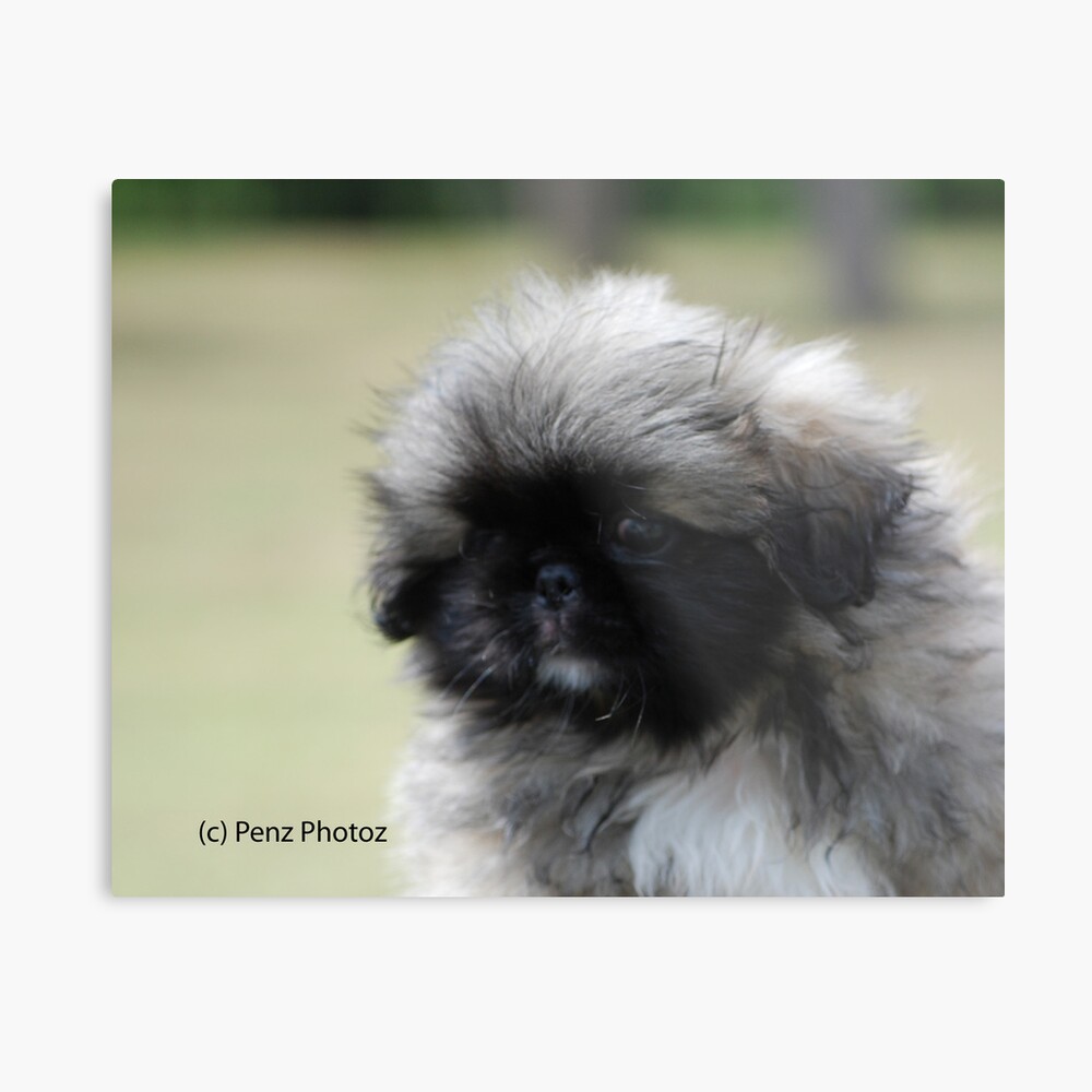 Biggiwigs pekingese sales