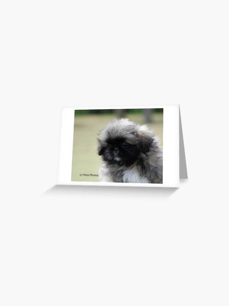 Carte De Vœux Bebe Pekinois Tete D Etude Par Penz Photoz Redbubble