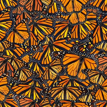 Artwork thumbnail, Monarch Pattern by Michael Pulley