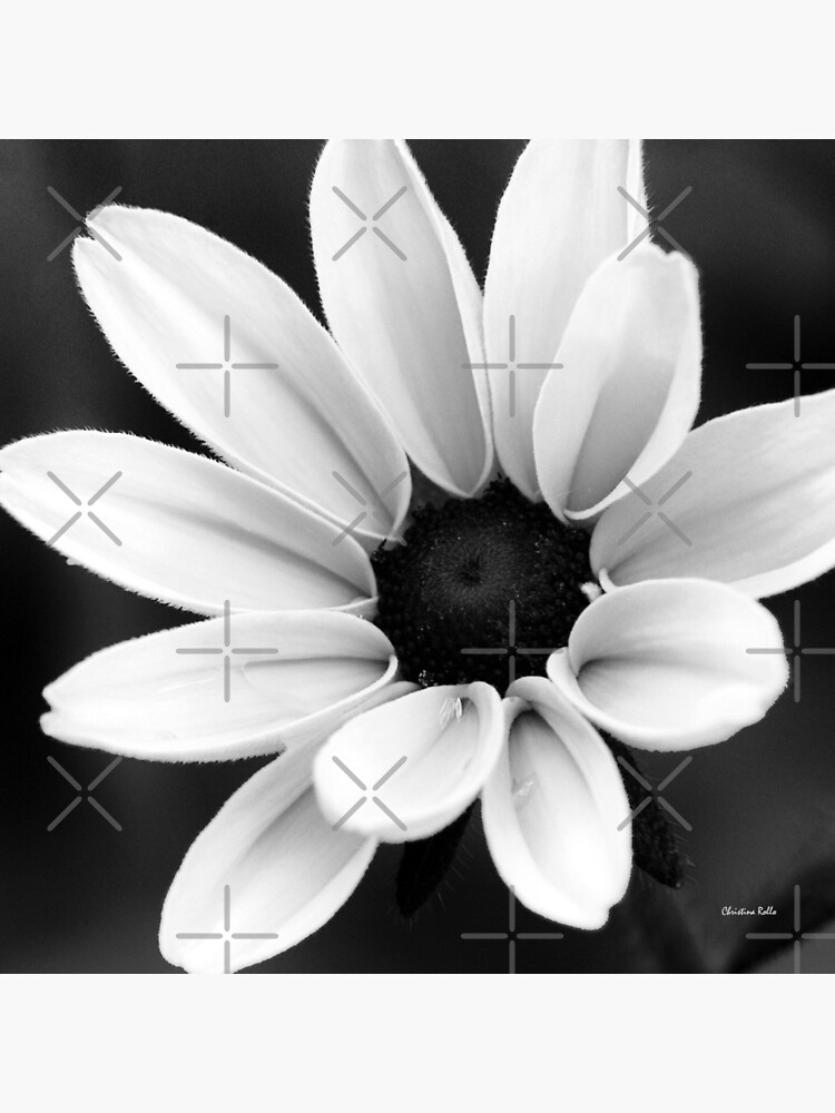 "Daisy Flower Black And White" Art Print for Sale by rollosphotos