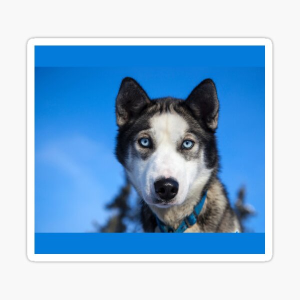 Produits Sur Le Theme Chiot Husky De Lalaska Redbubble