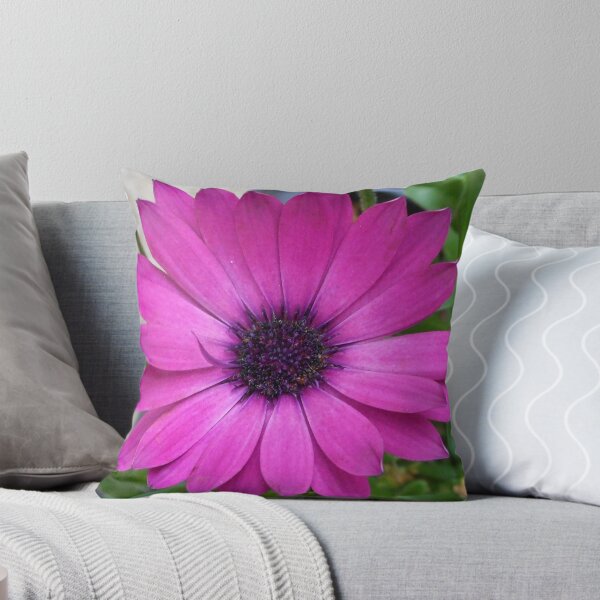 Item preview, Perfect Pink Petals - Cape Daisy Close-up designed and sold by MidnightMelody.