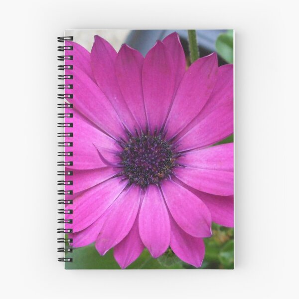 Item preview, Perfect Pink Petals - Cape Daisy Close-up designed and sold by MidnightMelody.