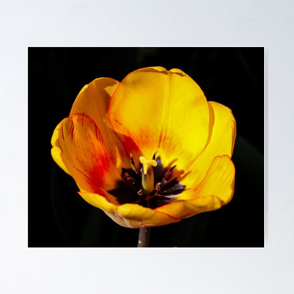 Item preview, Stunning Argo Tulip designed and sold by greenhumbirdcre.