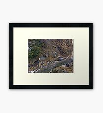 Playing In The Coulee Framed Print