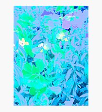 Contemporary Floral, Untitled by Janai-Ami Photographic Print
