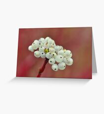 Red Osier Dogwood Greeting Card