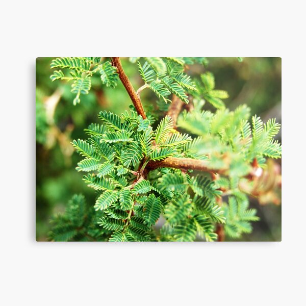 Deceptive Softness Metal Print
