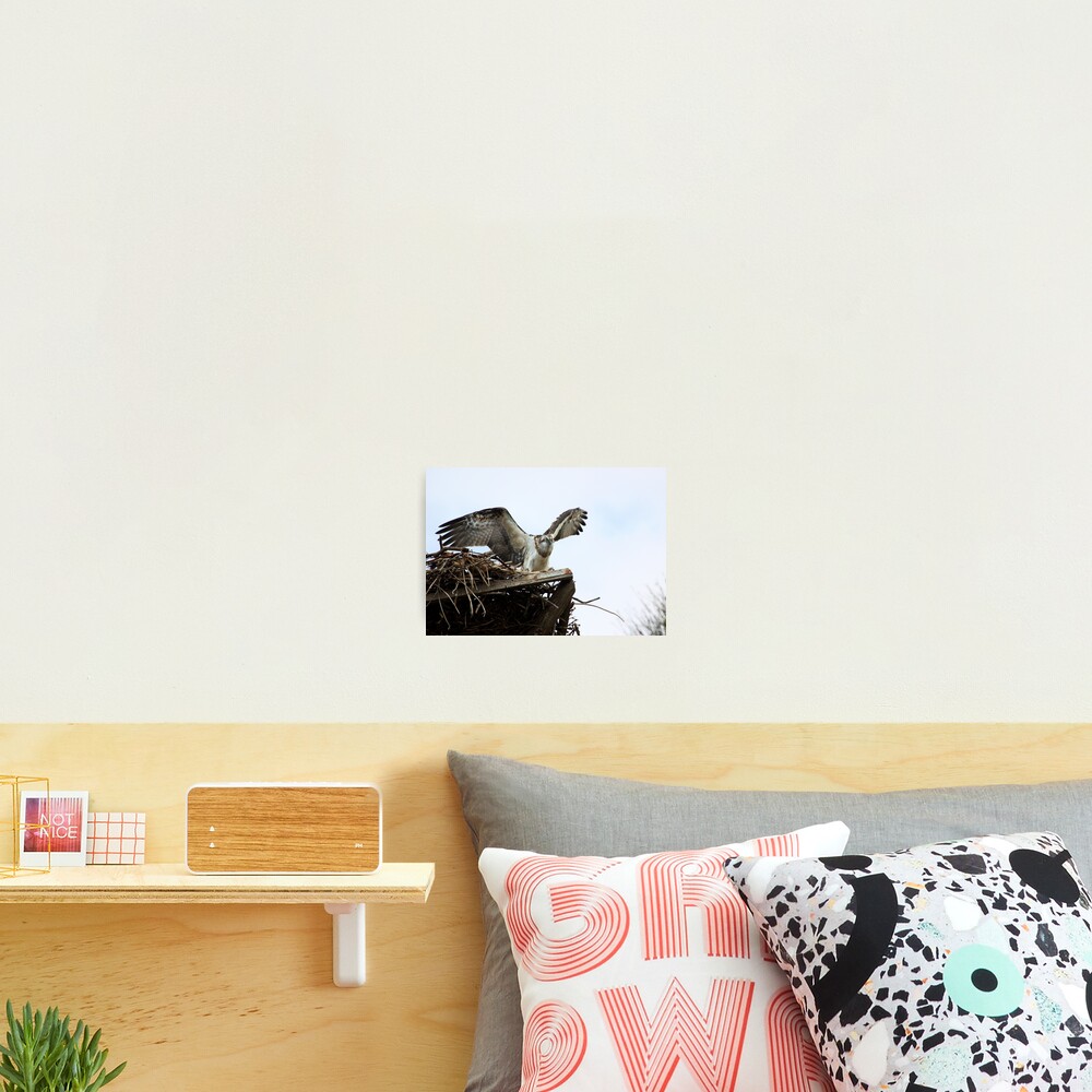 Item preview, Photographic Print designed and sold by byronbackyard.