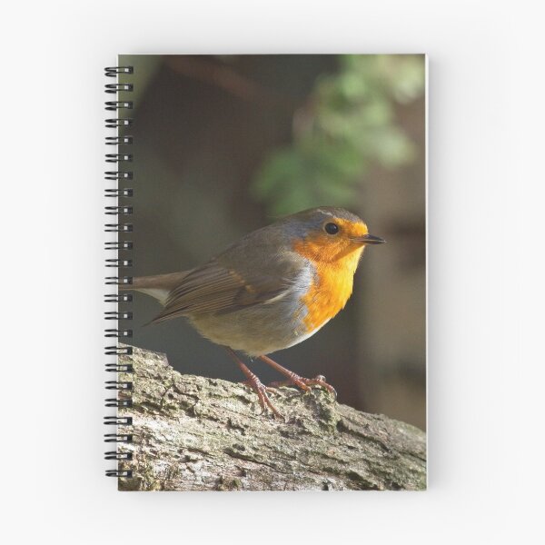 Artikelvorschau, Robin-rote Brust (Erithacus rubecula) entworfen und verkauft von Rob Cole Photography.