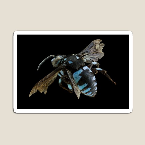 Cuckoo Bee Magnet