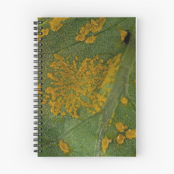 Item preview, Oxalis rust (Puccinia sorghi) designed and sold by BiosecurityColl.