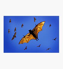 Dracula’s minions. Photographic Print