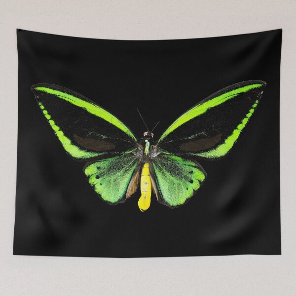 Item preview, Birdwing butterfly (Ornithoptera priamus) designed and sold by BiosecurityColl.