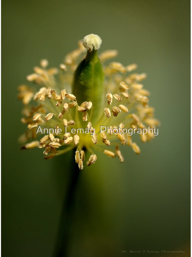 Simplicity by ajlphotography