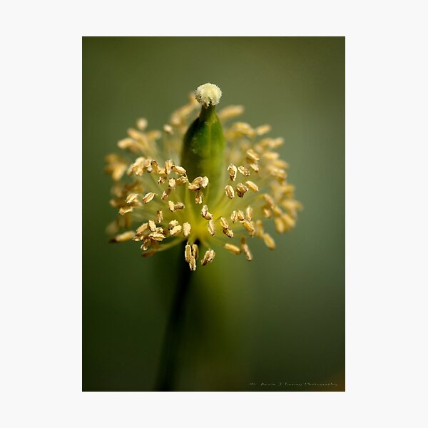 Simplicity Photographic Print