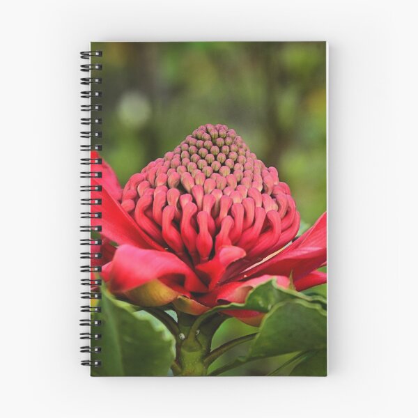 Item preview, Waratah - A Symbol of Australia in Spring designed and sold by Bev Woodman.