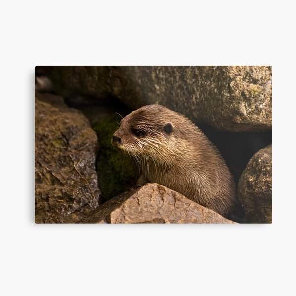 otter emerging from holt Metal Print