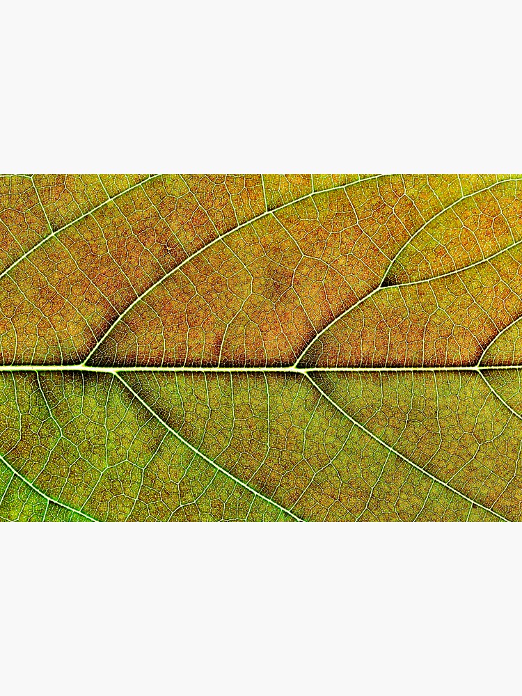 Avocado leaf structure by fardad