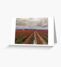 Tulip Field Greeting Card