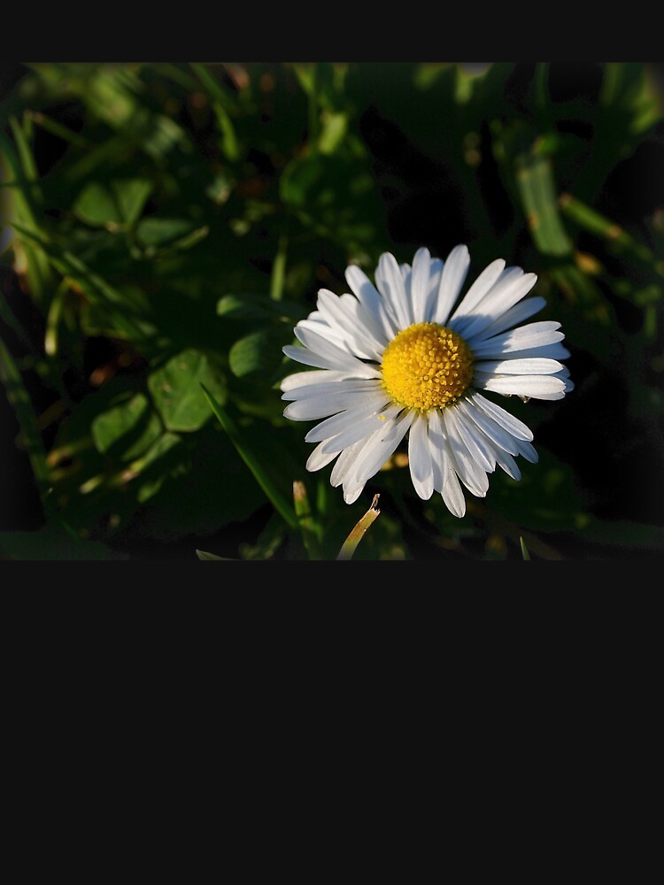 Chamomile Flower by douglasewelch