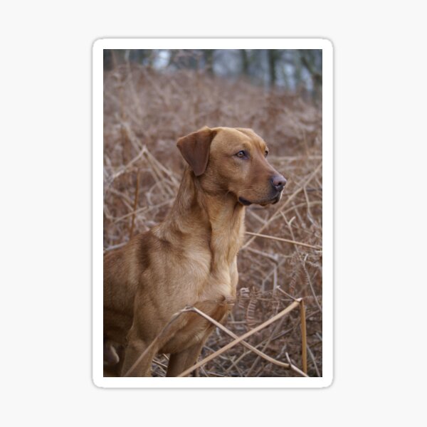 Item preview, Working fox red Labrador  designed and sold by LillyViolet.