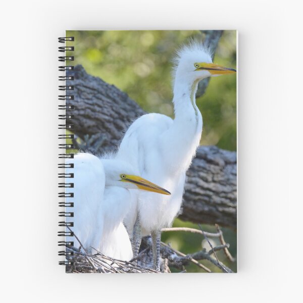 Item preview, Fluffy Egret Chicks Waiting for Mommy designed and sold by richardbryce.