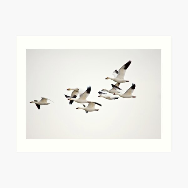 Focus Art Print
