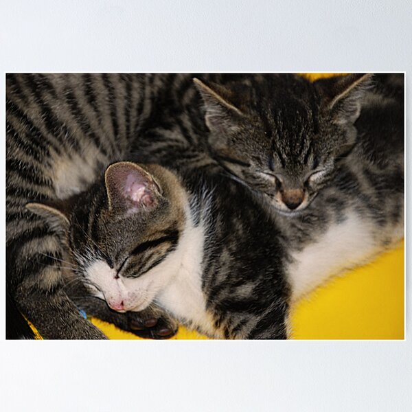 Item preview, Two kittens asleep designed and sold by Michael Brewer.