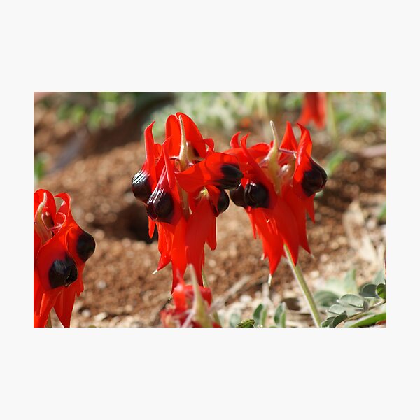 Item preview, Sturt's Desert Pea designed and sold by Arthur Koole.