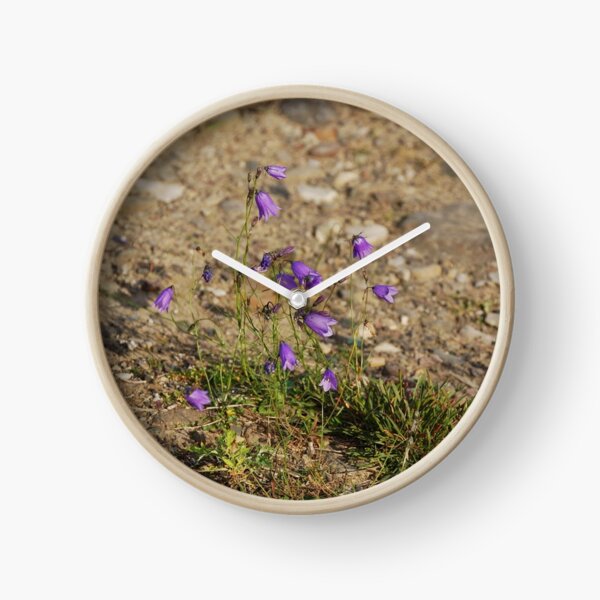 #flower #nature #outdoors #grass #field garden leaf season summer petal Clock