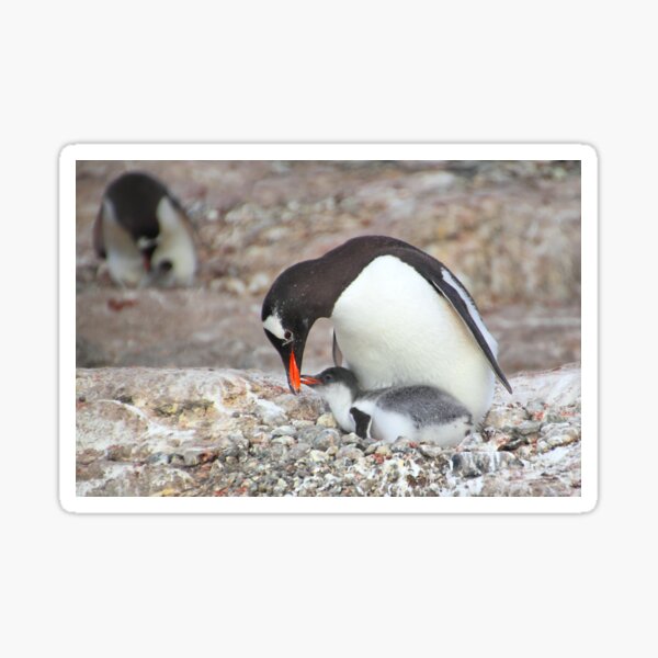 Item preview, Gentoo Penguin Feeding Chick designed and sold by Carole-Anne.