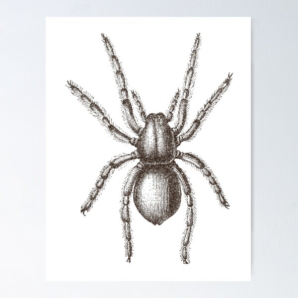 Item preview, Wolf spider (geolycosa fatifera). designed and sold by EEgnat.
