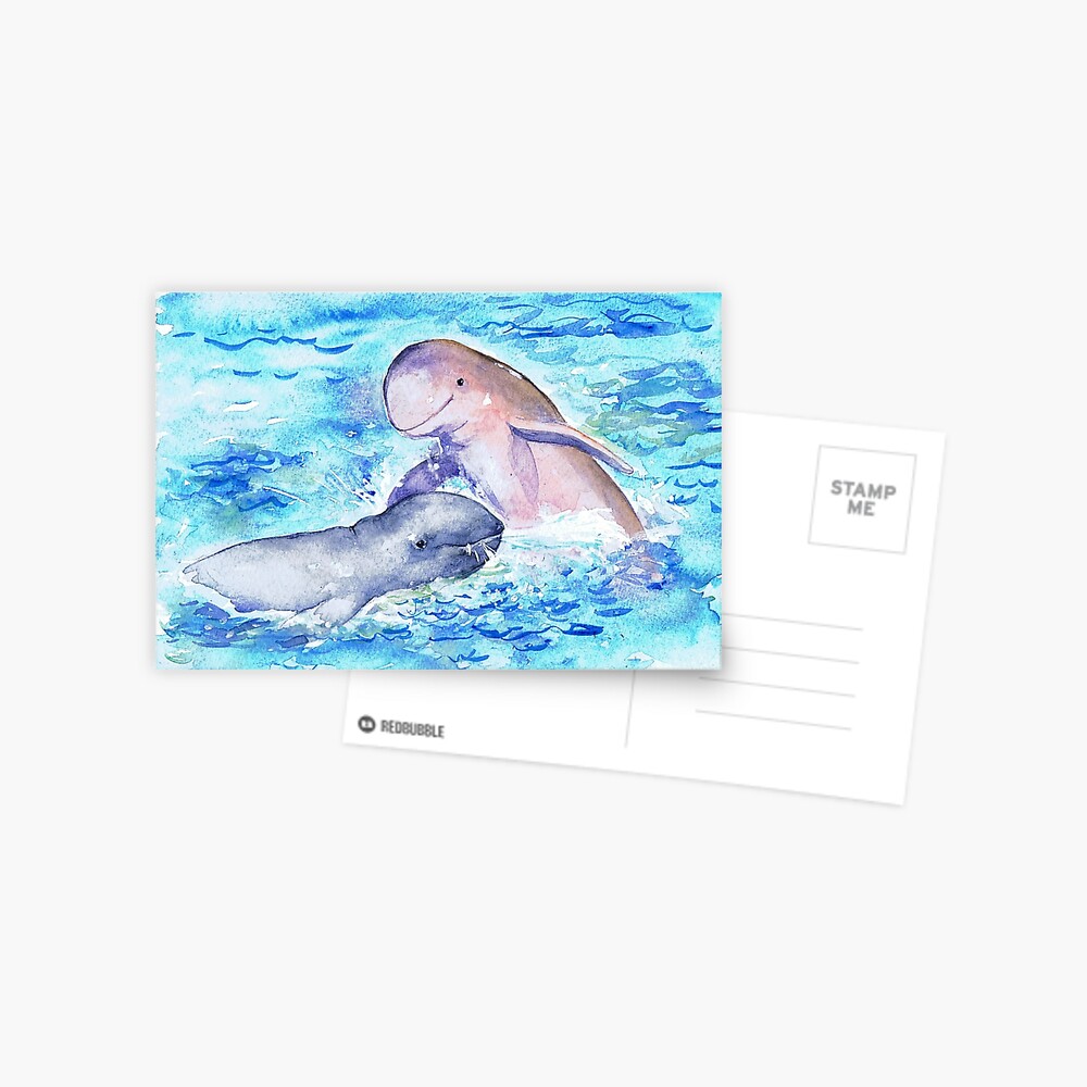 Postcards for the Reef 15: Snubfin Dolphin Postcard