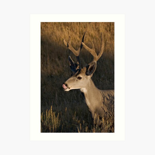 Mule deer - Yellowstone National Park Art Print