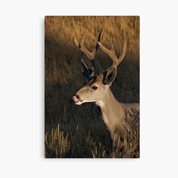 Mule deer - Yellowstone National Park Canvas Print