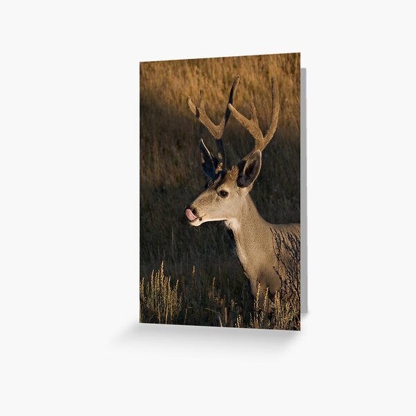 Mule deer - Yellowstone National Park Greeting Card