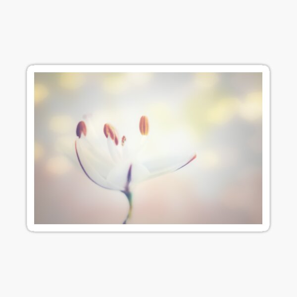 White Flower Bokeh Sticker