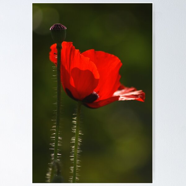 Item preview, ISM center garden - red beauty... designed and sold by Deepjay Sarkar.