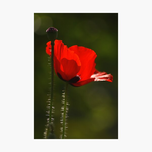 Artikelvorschau, ISM center garden - red beauty... entworfen und verkauft von Deepjay Sarkar.