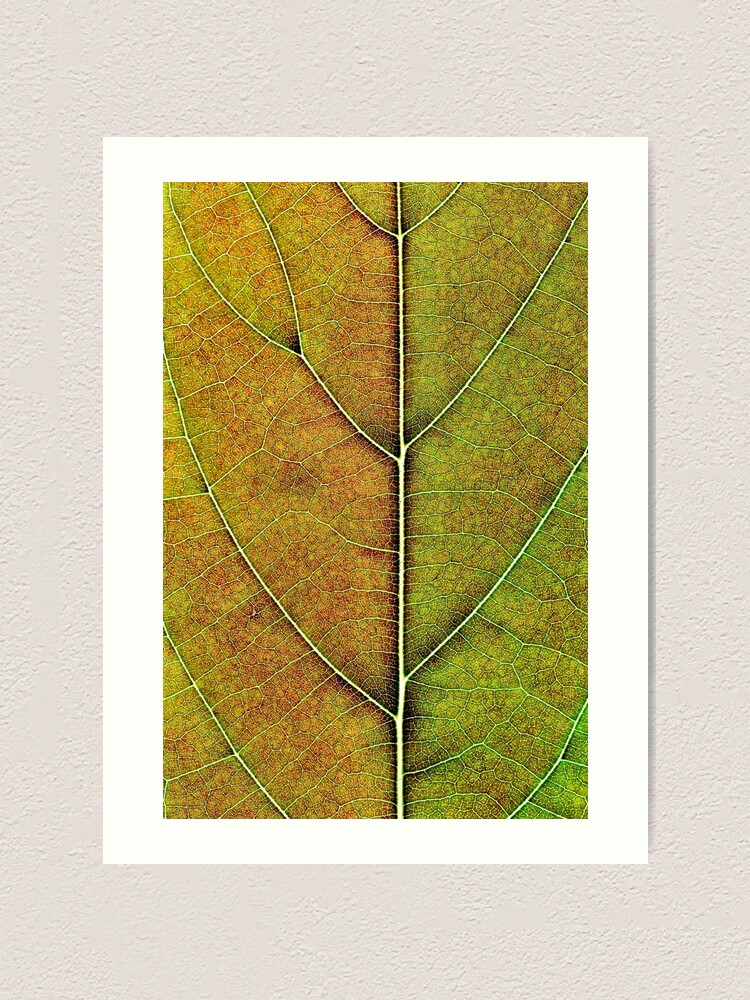 Alternate view of Avocado leaf structure Art Print