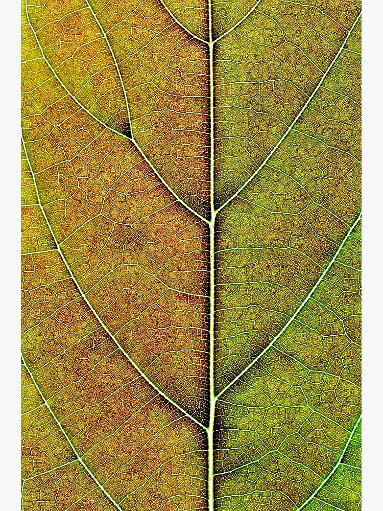 Avocado leaf structure by fardad